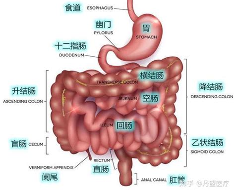 左水右尺|大小肠脉诊部位辨/述作类